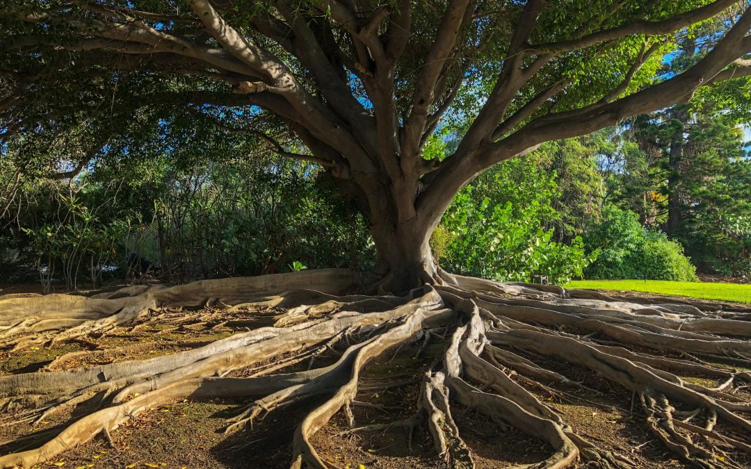Introducing The Six Domains of Resilience 
