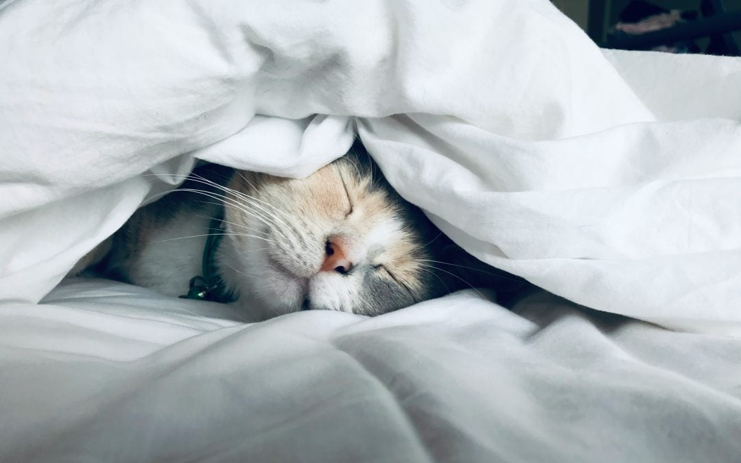 Health and Sleep – Your First Domain of Resilience